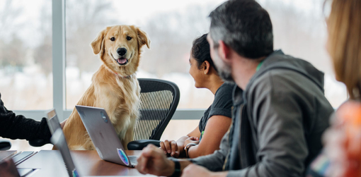 Job mit Hund: Wie du Arbeit und Vierbeiner erfolgreich unter einen Hut bringst