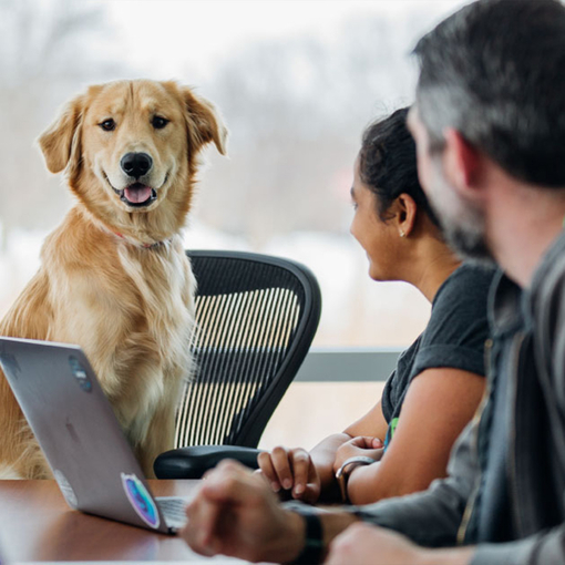 Job mit Hund: Wie du Arbeit und Vierbeiner erfolgreich unter einen Hut bringst